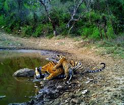 Sariska-Tiger-Reserve